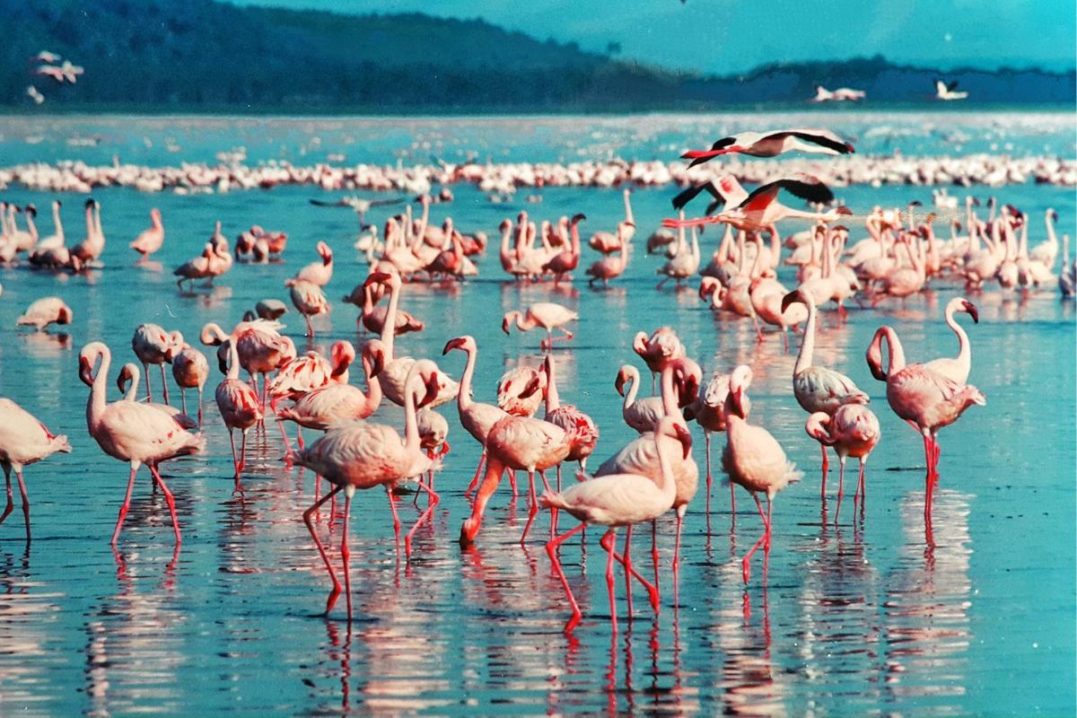 Flamants roses main image 1