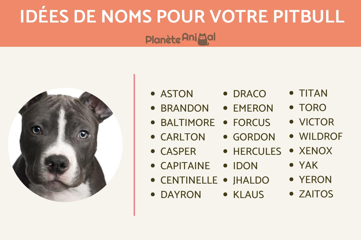 Des idées de noms pour votre pitbull