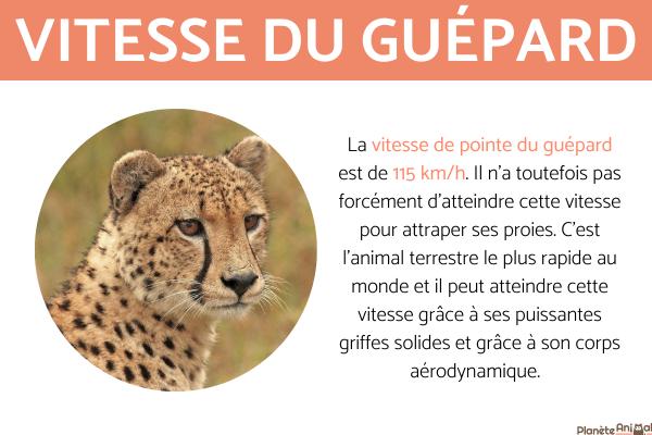 Quelle vitesse un guépard peut-il atteindre ?