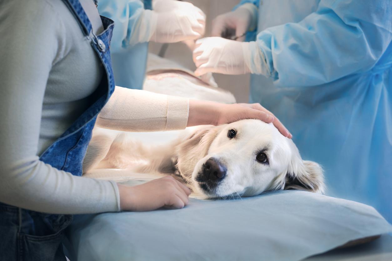 Cancer Chien Espérance De Vie