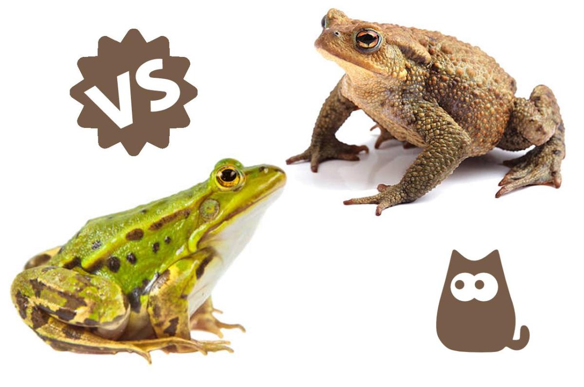Différence entre crapaud et grenouille