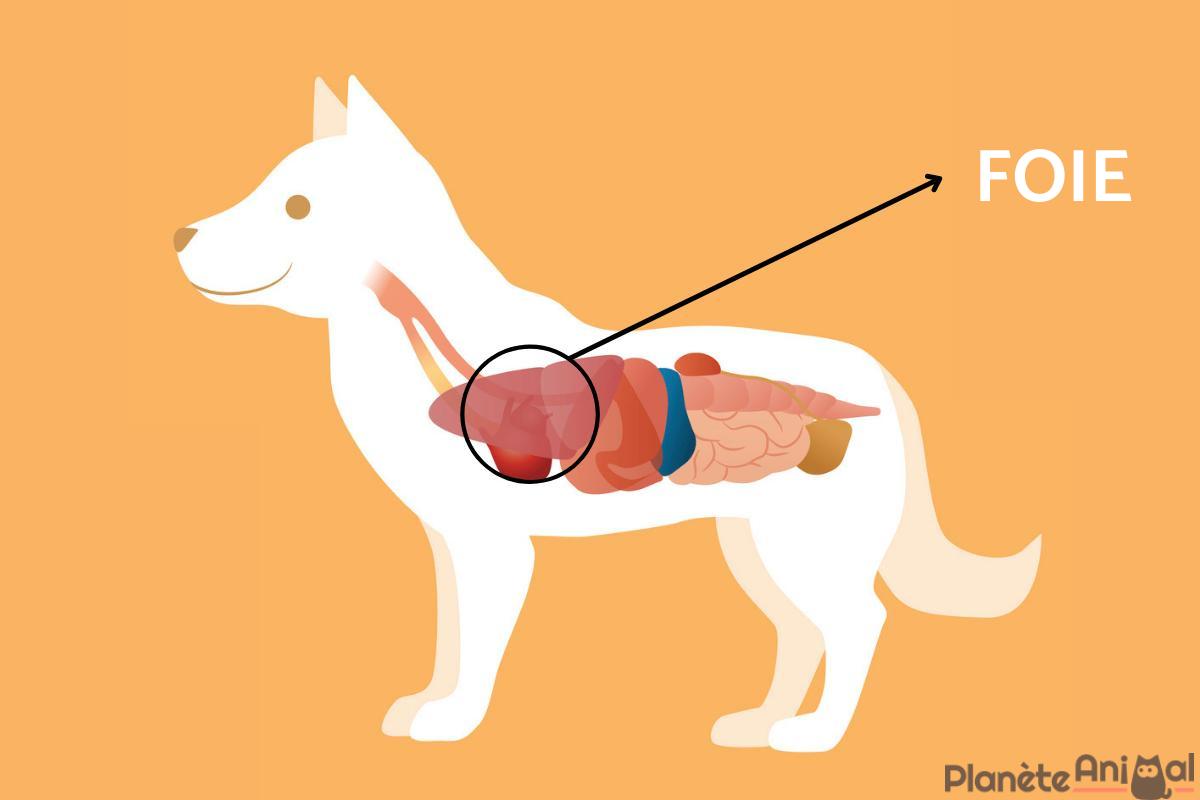 Cancer du foie chez le chien Symptômes, traitement et espérance de vie