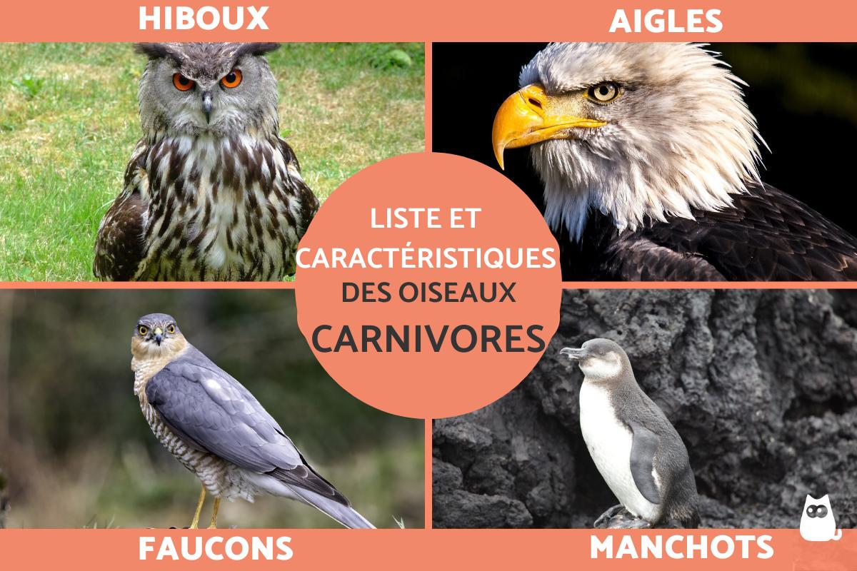 Oiseaux carnivores - Liste et caractéristiques