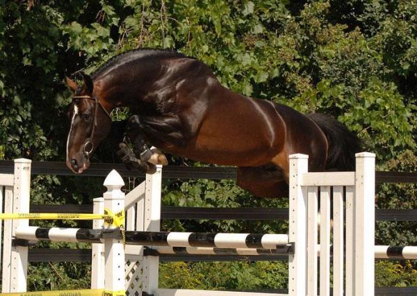 Meilleurs chevaux pour le saut d'obstacles - BWP ou Cheval de sang belge