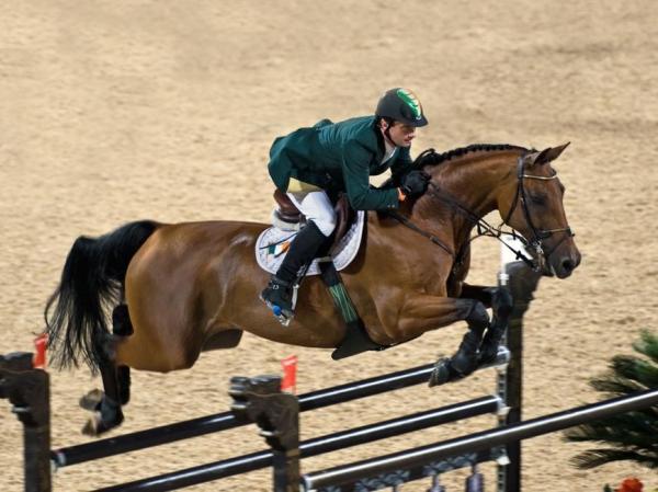 Meilleurs chevaux pour le saut d'obstacles - Hanovrien