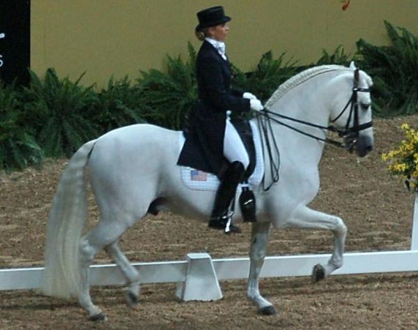 Meilleurs chevaux pour le saut d'obstacles - Hispano-arabe