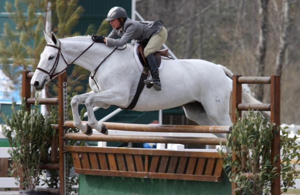 Meilleurs chevaux pour le saut d'obstacles - Holsteiner