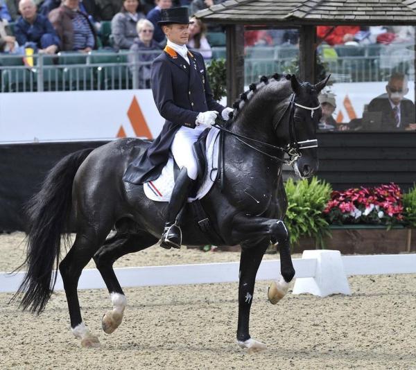Meilleurs chevaux pour le saut d'obstacles - KWPN ou Hollandais sang chaud