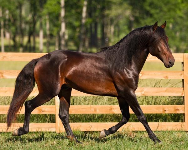 Meilleurs chevaux pour le saut d'obstacles - Lusitanien