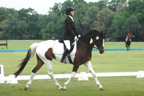 Meilleurs chevaux pour le saut d'obstacles - Oldenburg