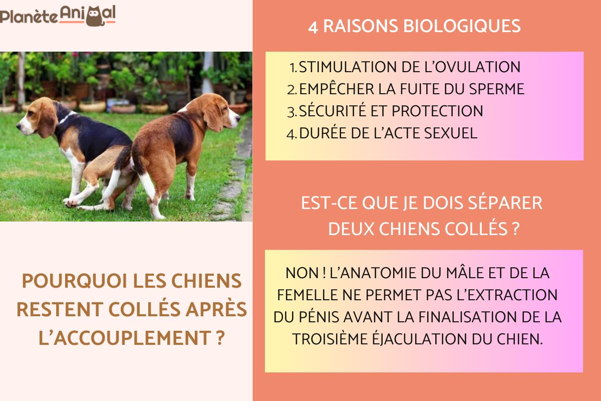 Pourquoi les CHIENS RESTENT COLLÉS après L'ACCOUPLEMENT - (+ Vidéo )