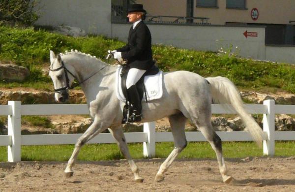Meilleurs chevaux pour le saut d'obstacles - Pur-Sang Arabe ou Shagya