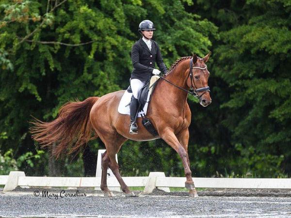 Meilleurs chevaux pour le saut d'obstacles - Selle Français
