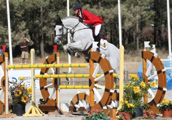 Meilleurs chevaux pour le saut d'obstacles - Trait irlandais