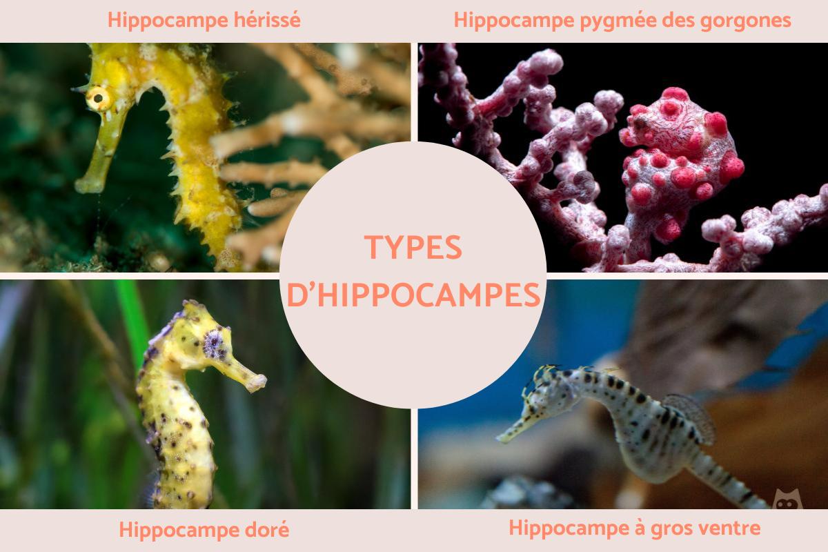Types d'hippocampes