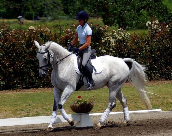 Meilleurs chevaux pour le saut d'obstacles - Westphalien