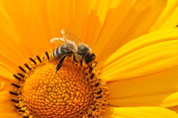 Cycle de vie des abeilles - La vie des abeilles
