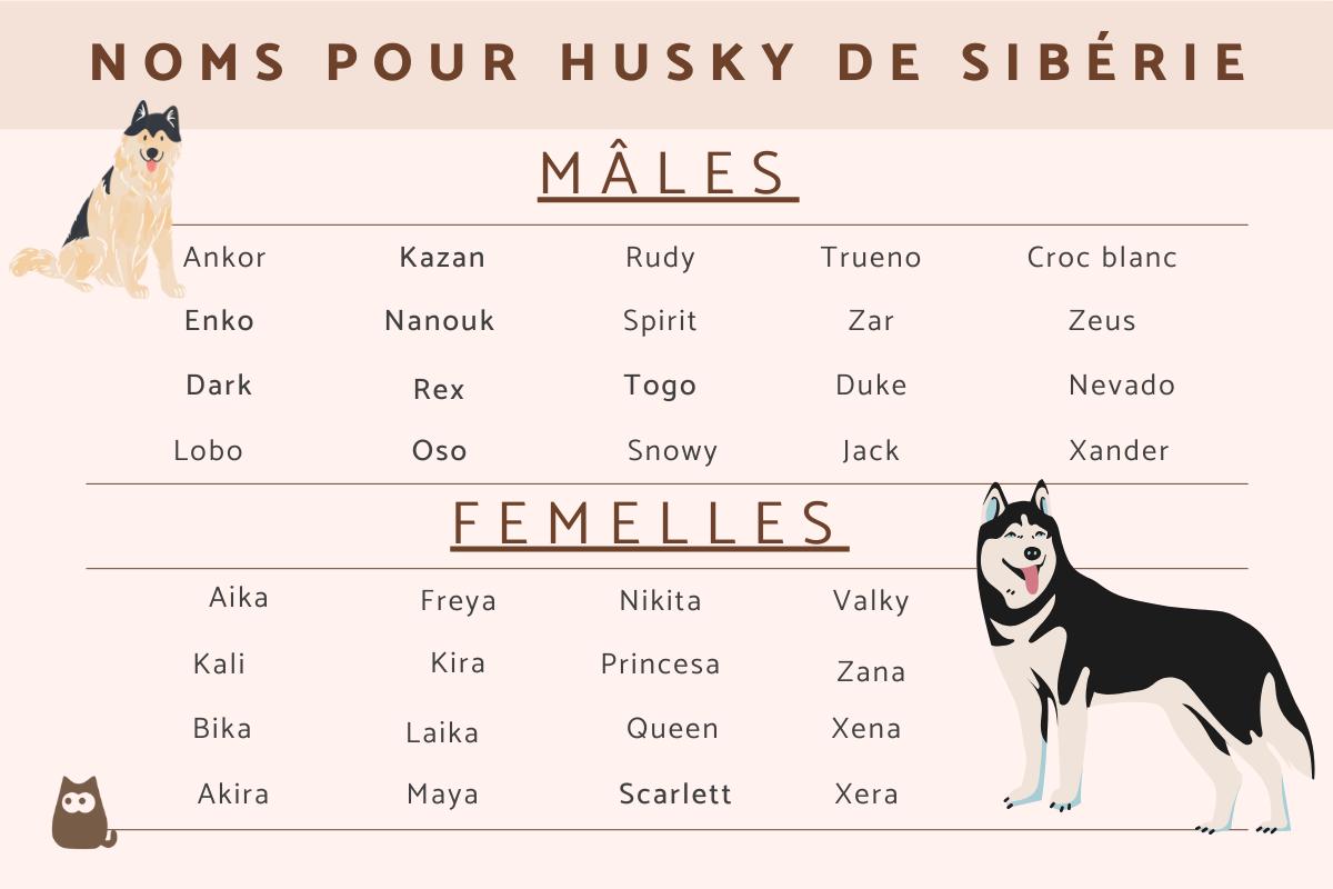 Idées de noms pour husky de Sibérie 🐶