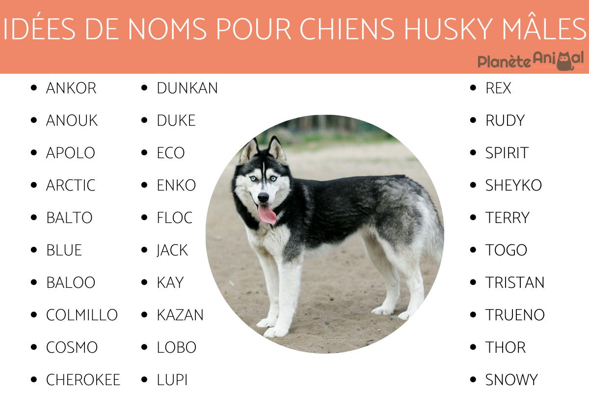 Prenom Chien A Male