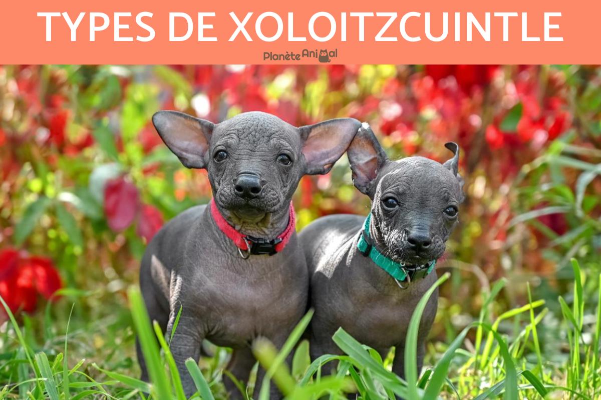 Types de xoloitzcuintle