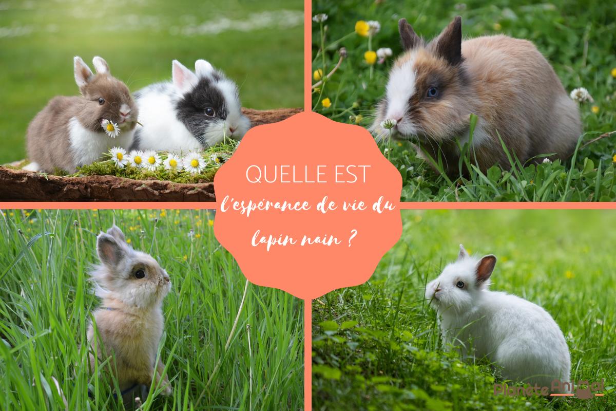Espérance de vie du lapin nain