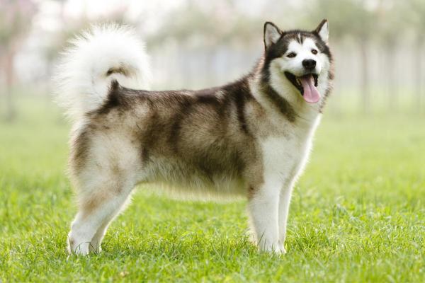 Races de chiens en M - Malamute d'Alaska