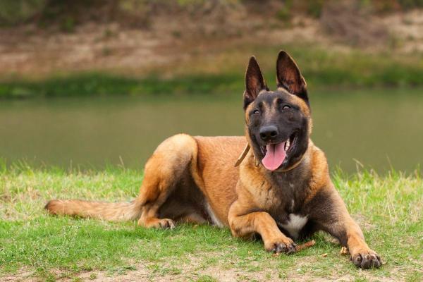 Races de chiens en M - Malinois