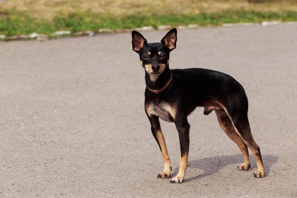 Races de chiens en M - Manchester terrier