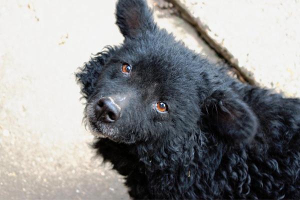 Races de chiens en M - Mudi