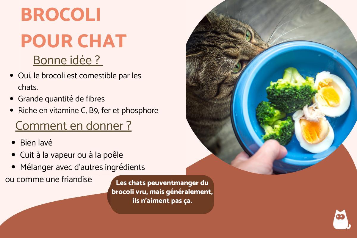 Peut-on donner du brocoli à un chat ?