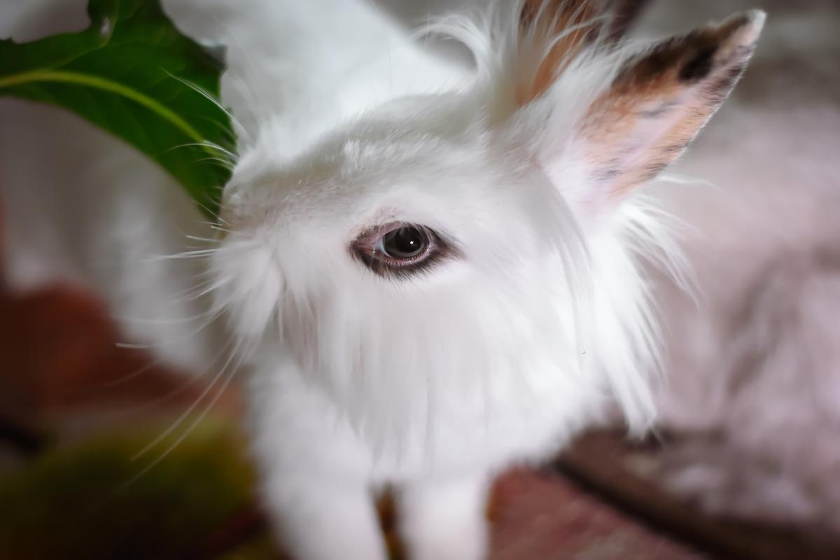 ESPÉRANCE DE VIE du LAPIN NAIN