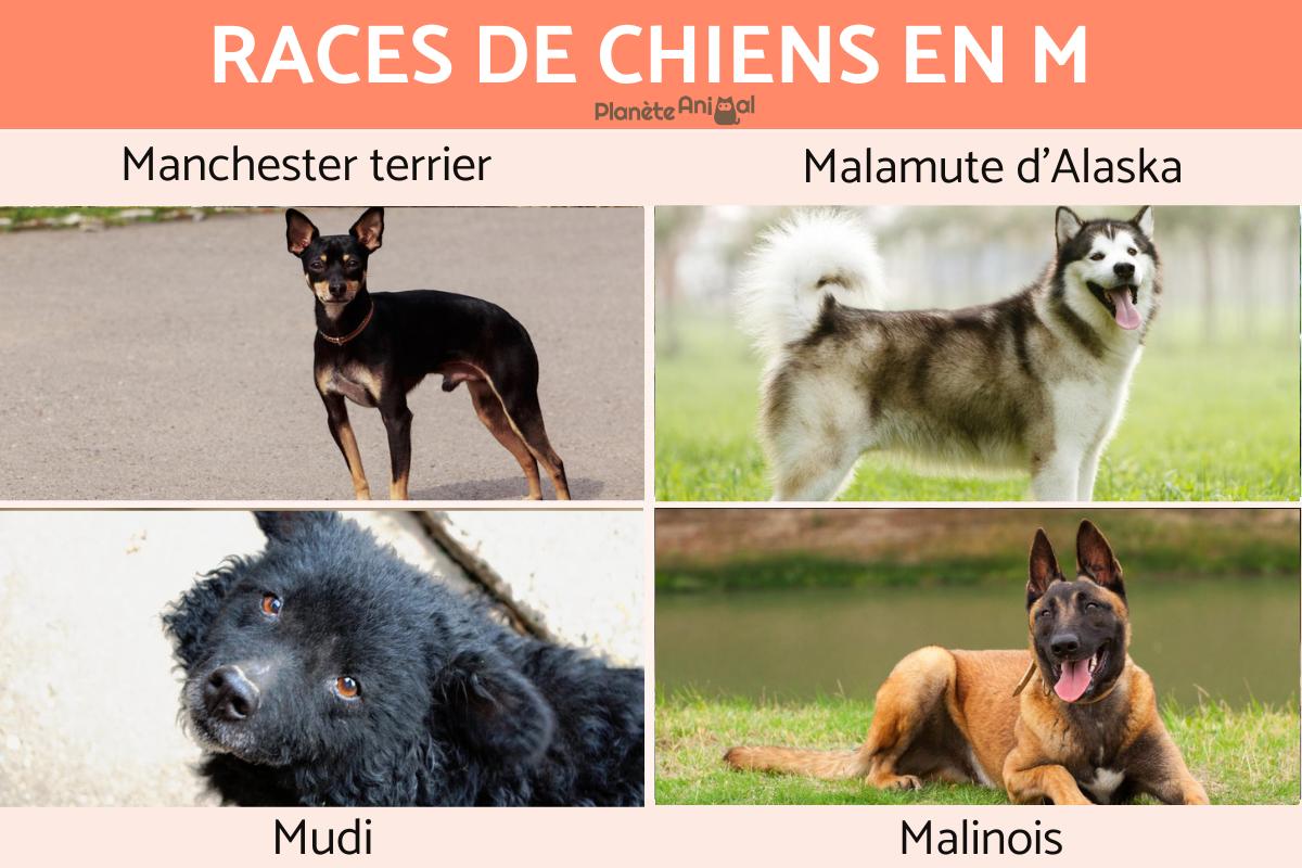 Races de chiens en M