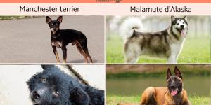 Races de chiens en M
