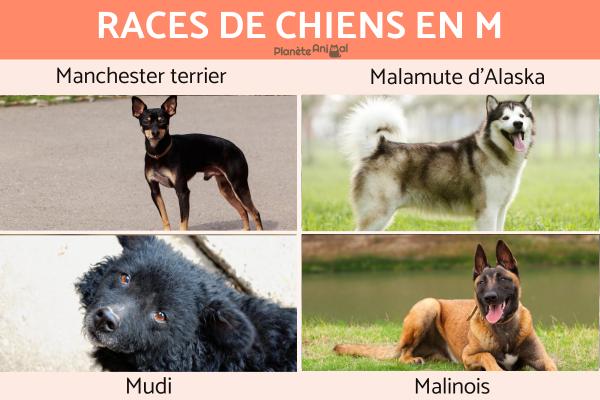 Races de chiens en M