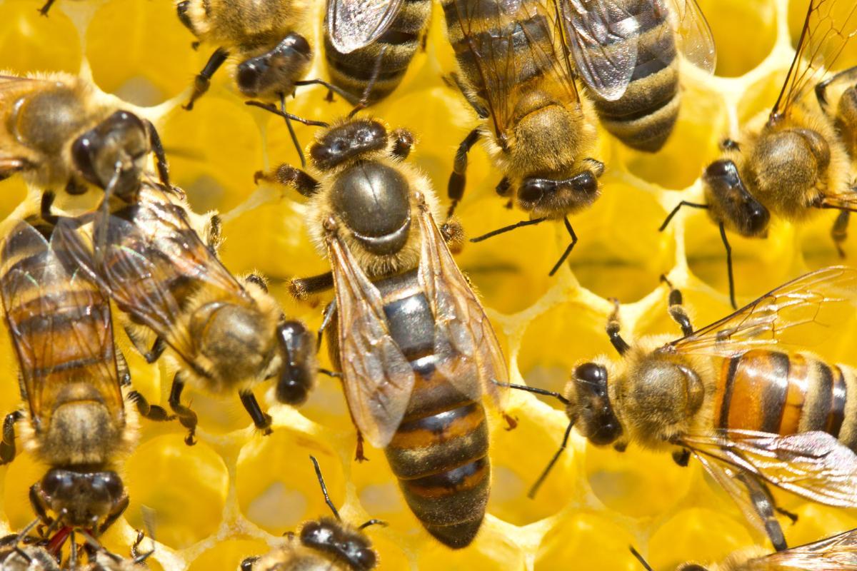 CYCLE de VIE des ABEILLES REINES, OUVRIÈRES, BOURBONS — free download
