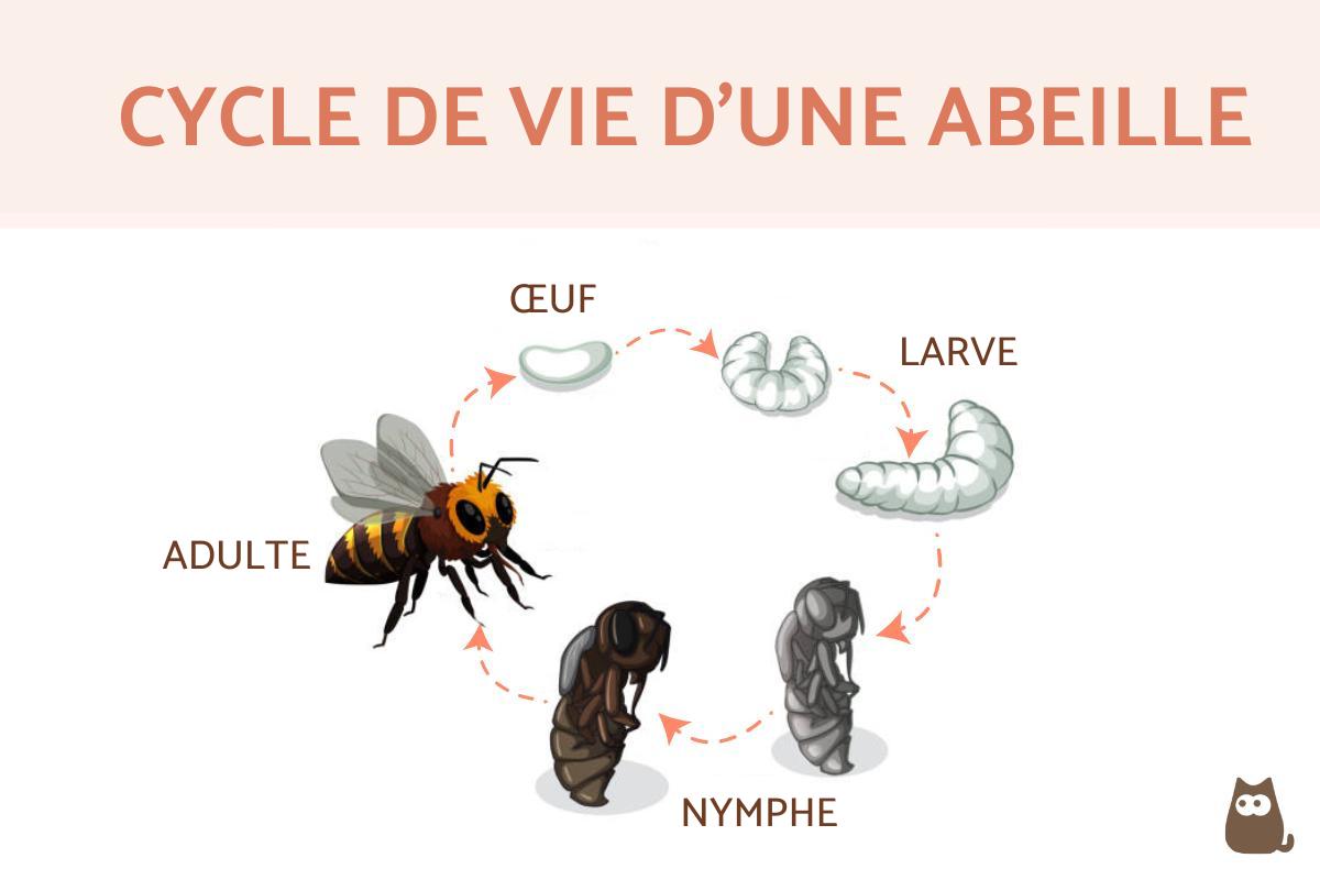 Cycle de vie des abeilles - Reine, ouvrières, bourdons