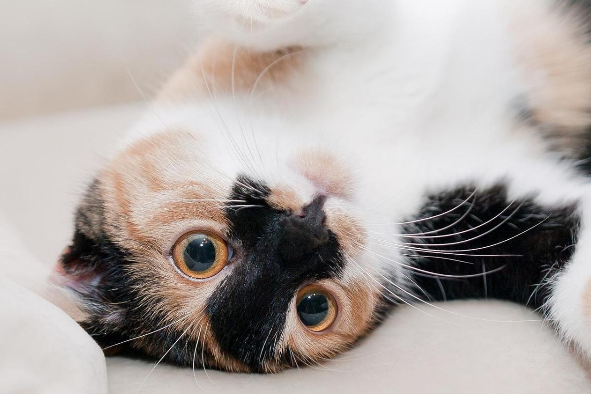 Changement de comportement chez le chat - Causes et solutions