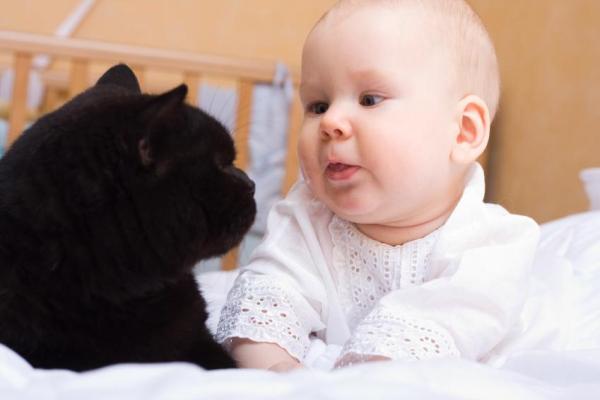 Changement de comportement chez le chat - Causes et solutions - L'arrivée d'un nouvel animal de compagnie ou d'un nouveau membre de la famille