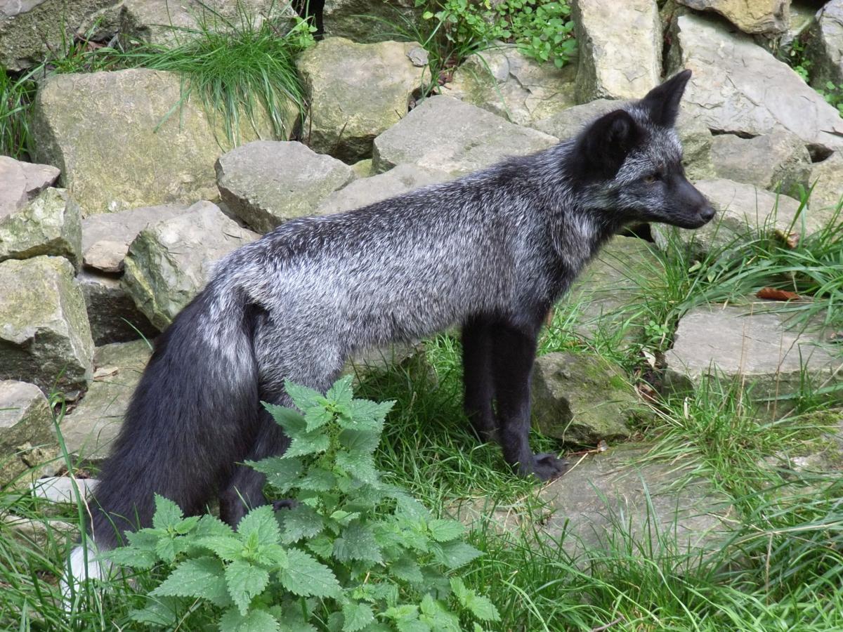 Le renard argenté comme animal de compagnie