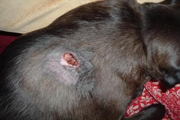 Piqûre d'araignée chez le chien - Symptômes et traitement