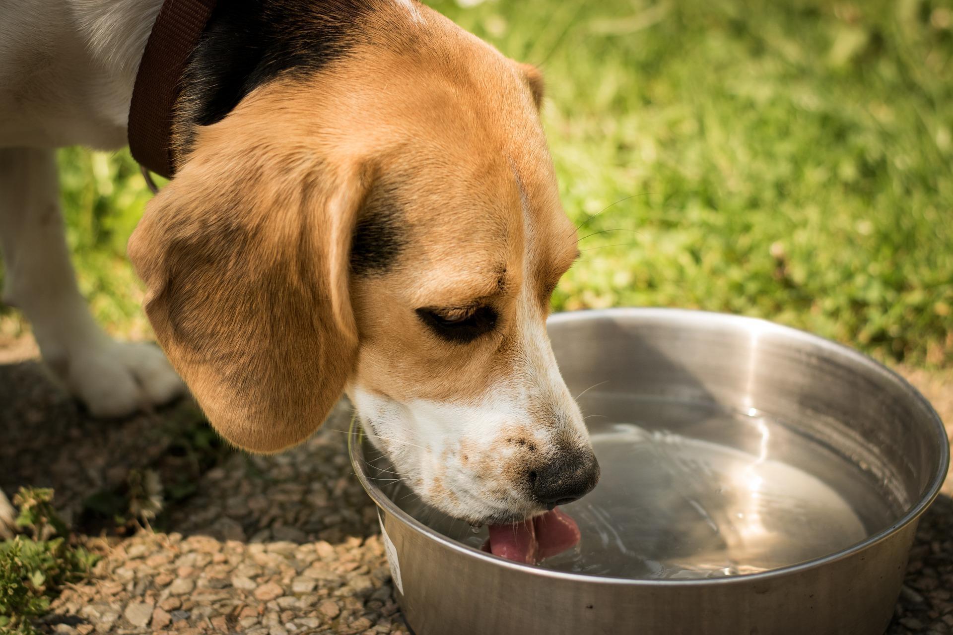 Pourquoi mon chien ne boit pas ? Causes et solutions