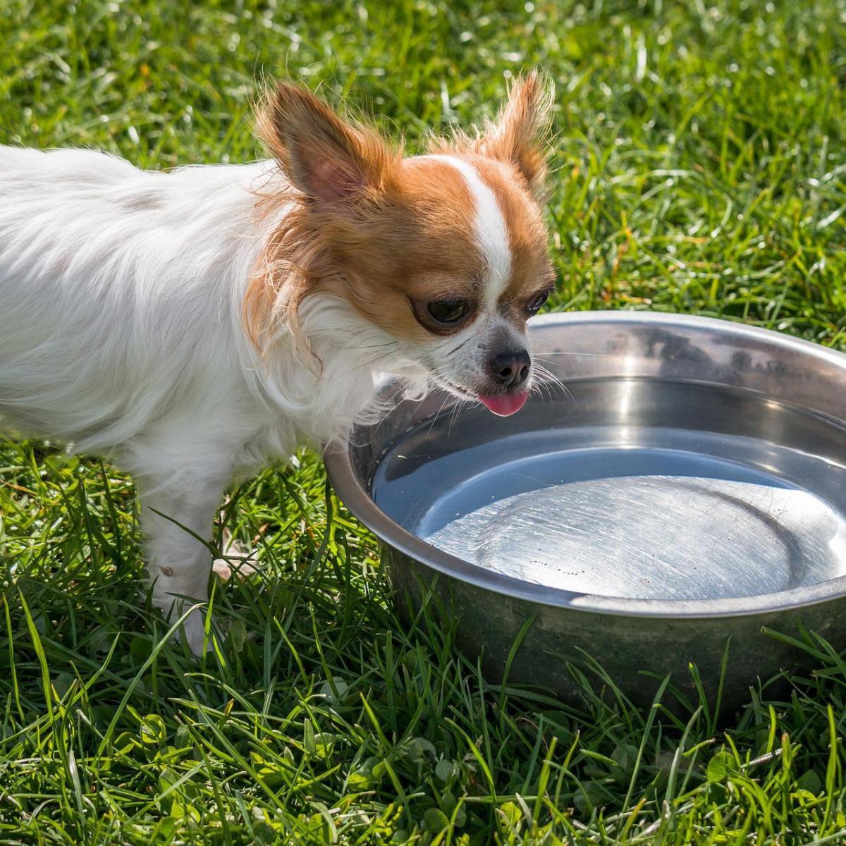 Pourquoi mon chien ne boit pas ? - Causes et solutions !