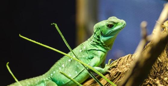 Quels sont les animaux à sang froid ?