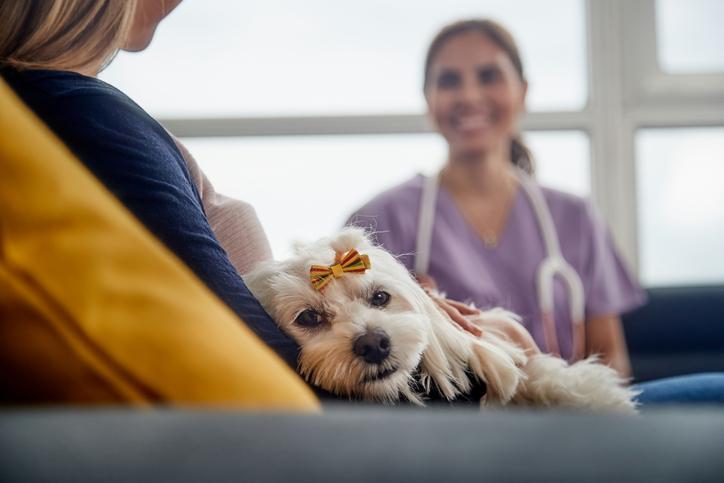 Pourquoi mon chien ne tient plus sur ses pattes arrières