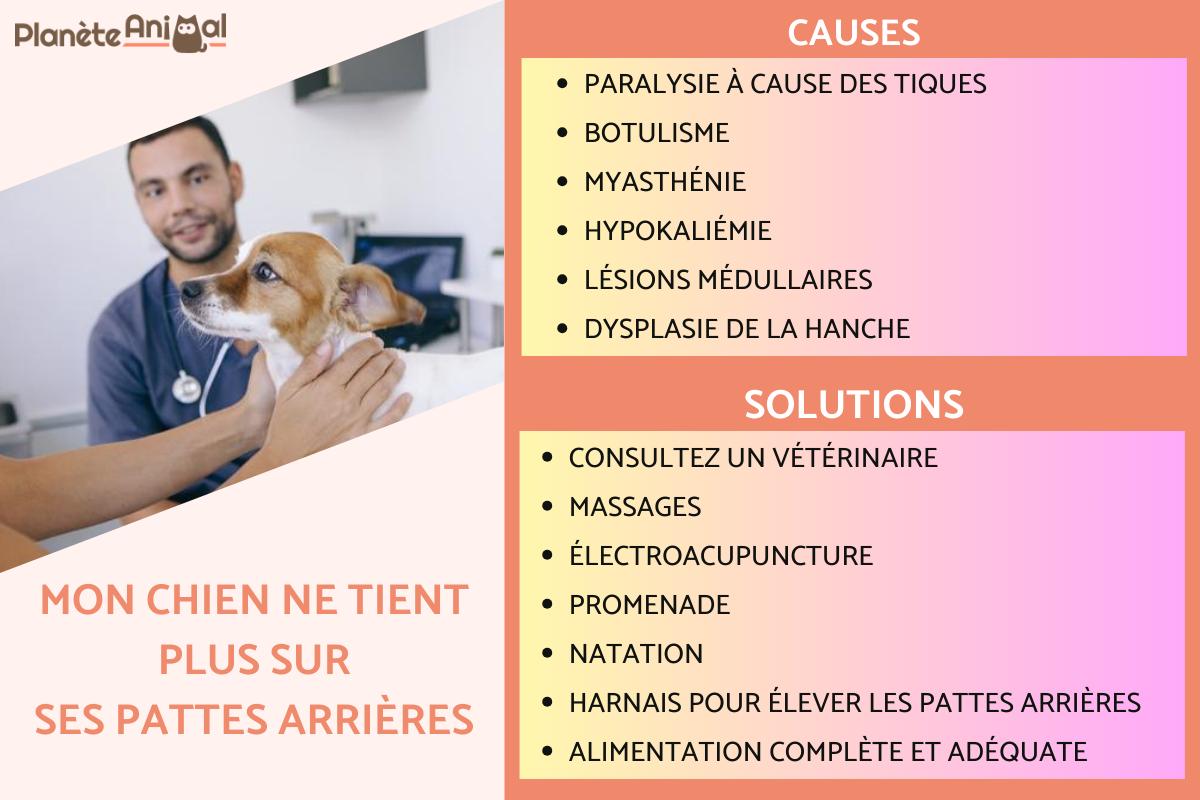 Mon chien ne tient plus sur ses pattes arrières - Causes et Solutions