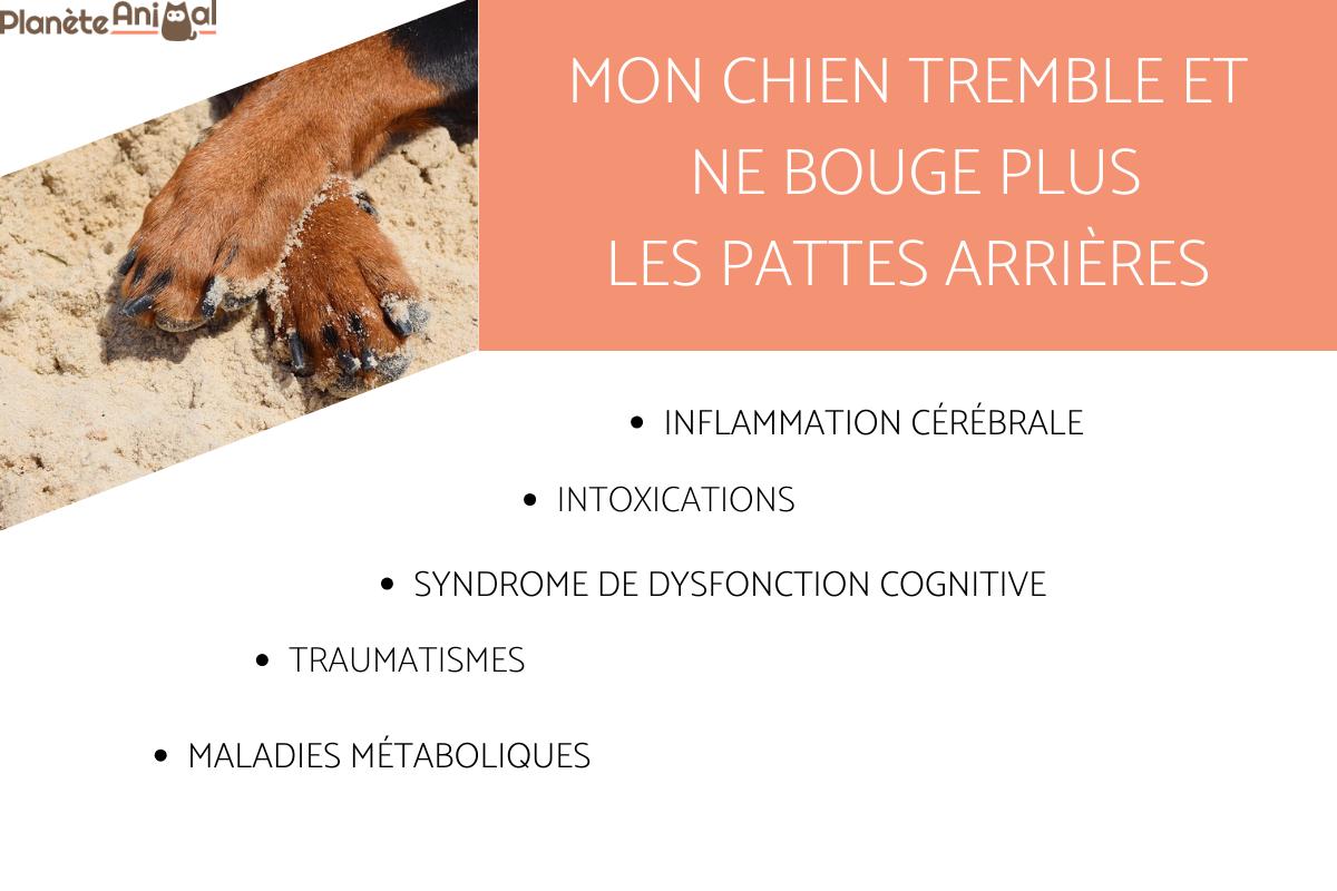 Pourquoi mon chien ne tient plus sur ses pattes arrières