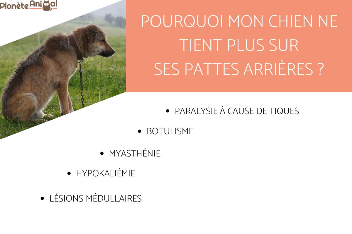 Pourquoi mon chien ne tient plus sur ses pattes arrières