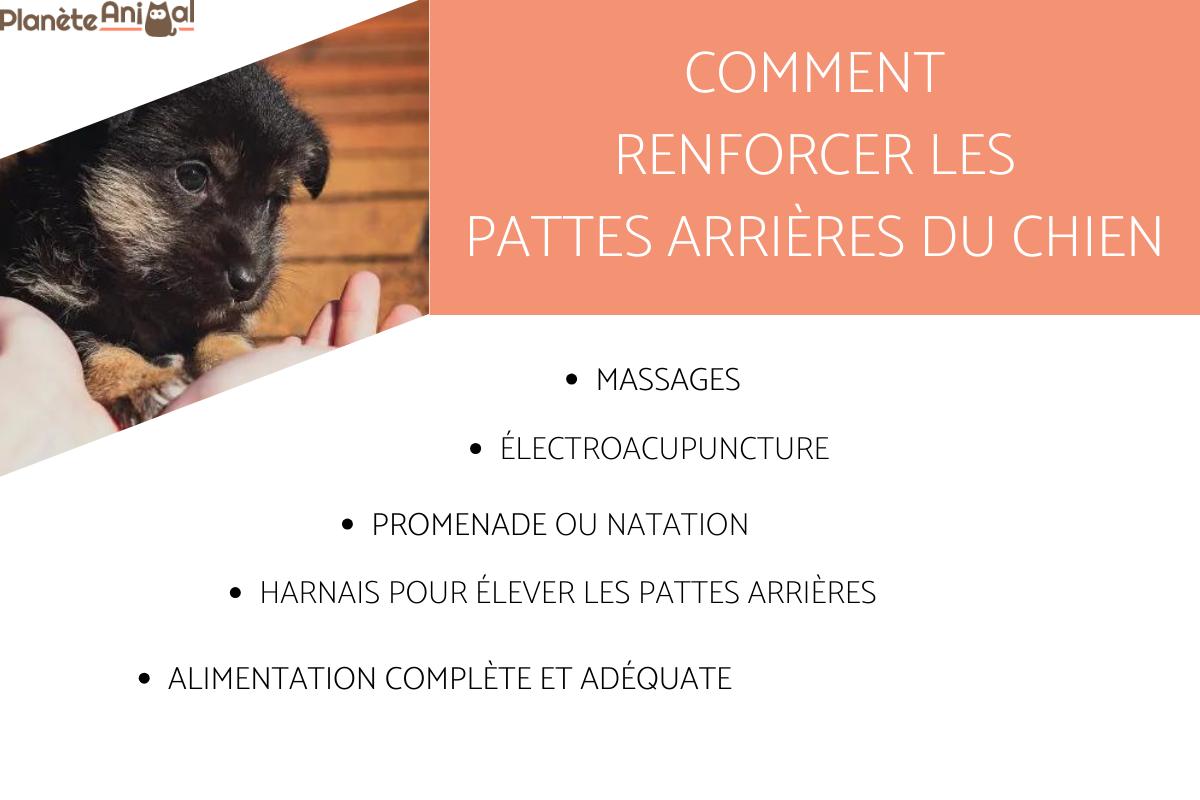 Pourquoi mon chien ne tient plus sur ses pattes arrières