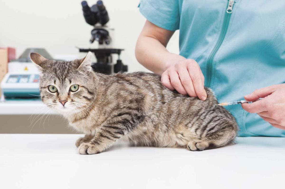 Quels sont les vaccins pour les chats ?