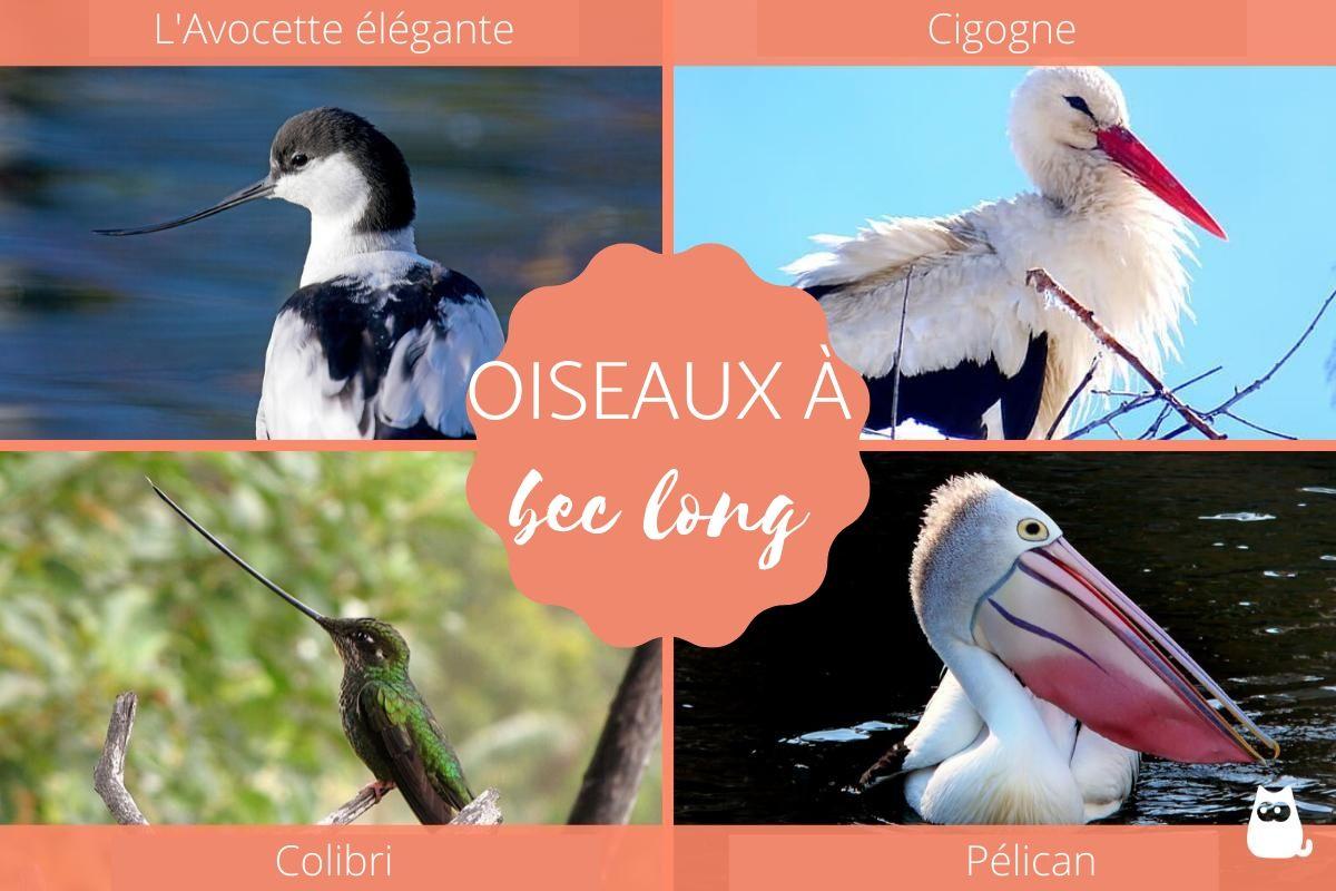 Oiseaux à bec long - Types, noms et photos